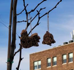 bird feeders hanging in tree