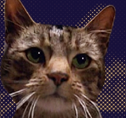 cat looking left in distance