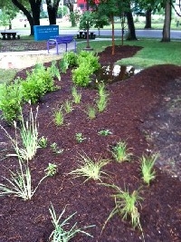 Bridging the Gap's garden soaks up rain & grows knowledge at the I.H. Ruiz Branch Rain Garden at the Ruiz Branch